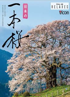 日本の一本樱封面图