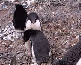 野生动物的秘密 第二季封面图