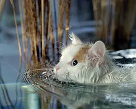 猫猫的奇妙世界封面图