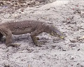 野生动物的秘密 第一季封面图