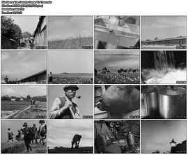 The Country Comes to Town封面图