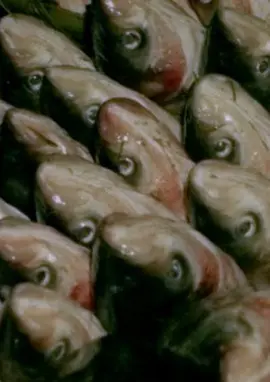 芬芳宝岛系列：中央市场的一天封面图