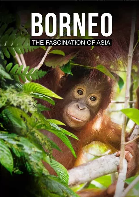 婆罗洲：亚洲的魅力封面图