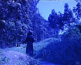 撒旦的婚礼封面图