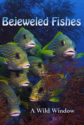Wild Window: Bejeweled Fishes封面图