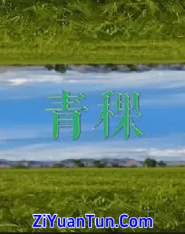 青稞封面图