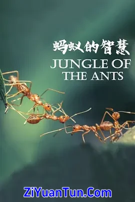 蚂蚁的智慧封面图