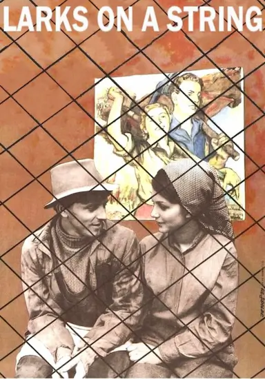 失翼灵雀封面图
