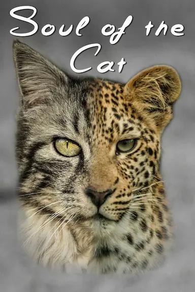猫之魂