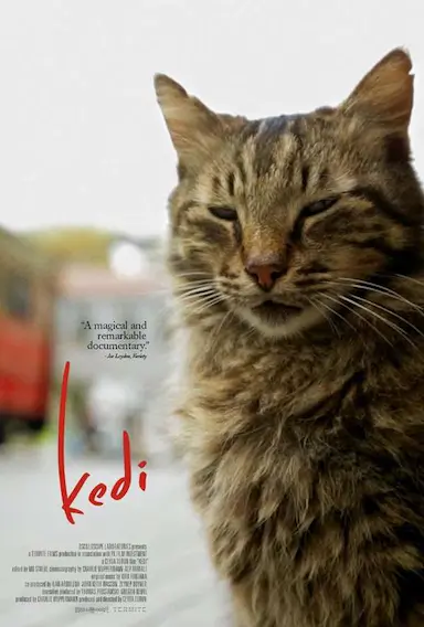爱猫之城