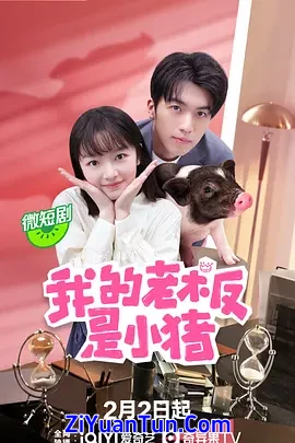我的老板是小猪
