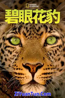 碧眼花豹