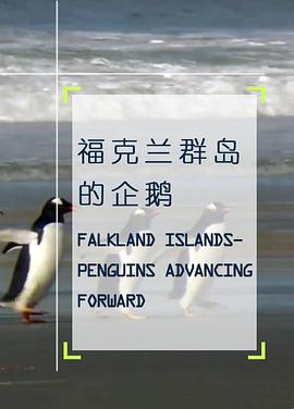 福克兰群岛的企鹅